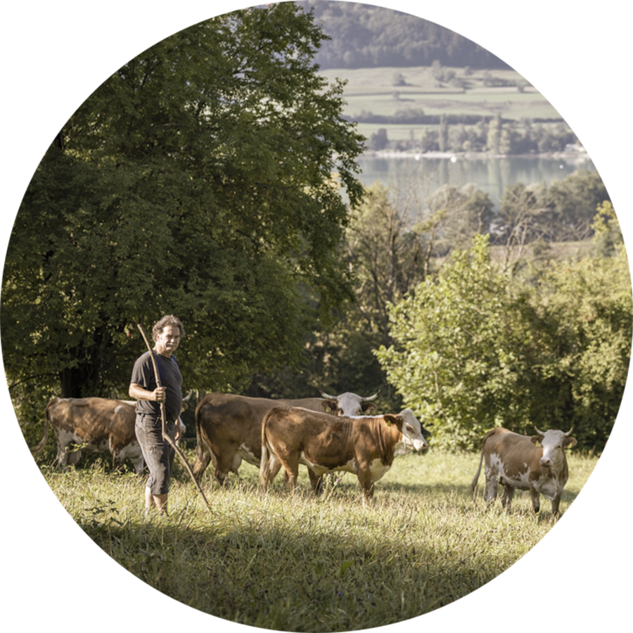 Bio-Landwirt Hansjörg Fischer mit seinen Rindern im Naturschutzgebiet Bodensee als Landschaftspfleger.