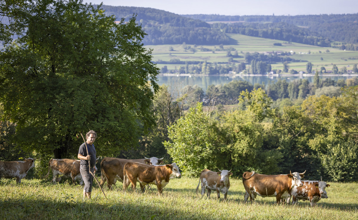 Bio-Landwirt Hansjörg Fischer mit seinen Rindern im Naturschutzgebiet Bodensee als Landschaftspfleger.
